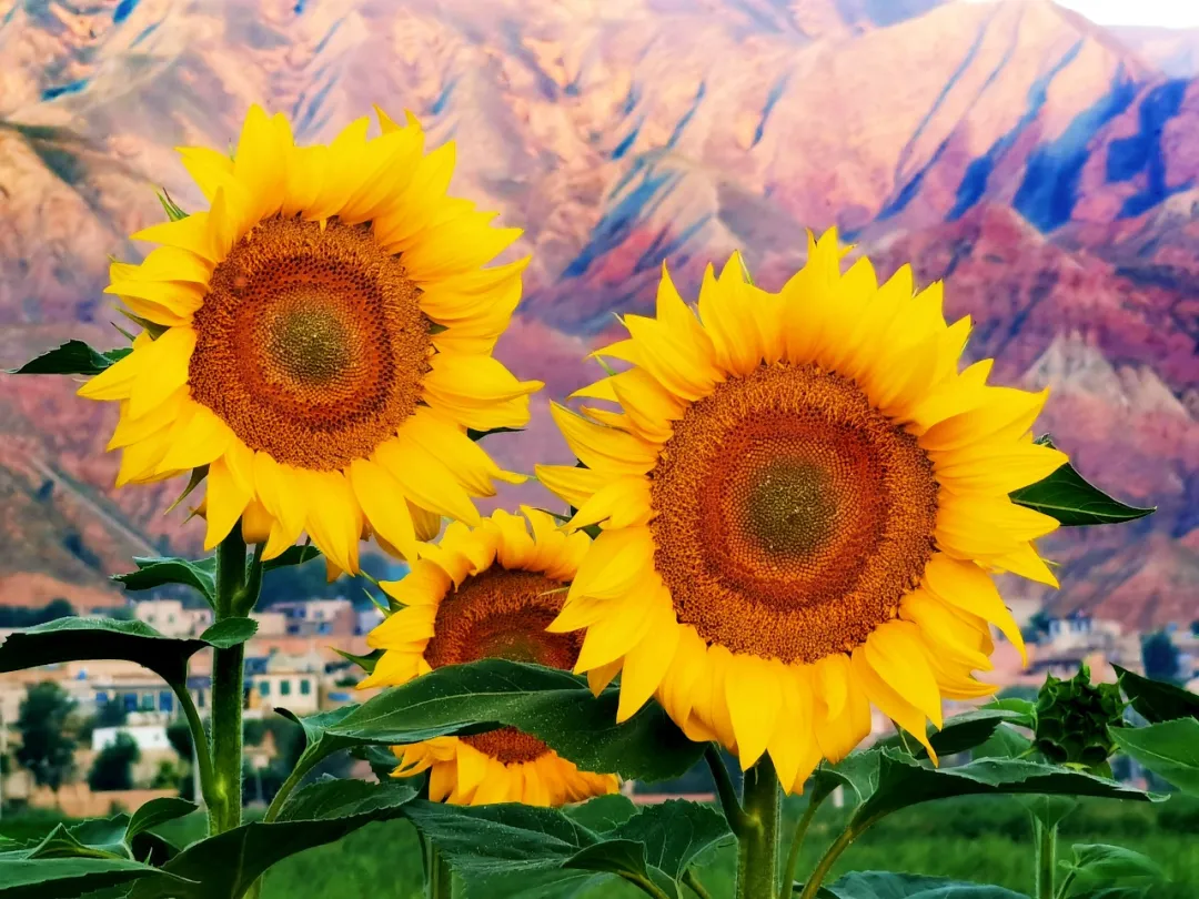 \